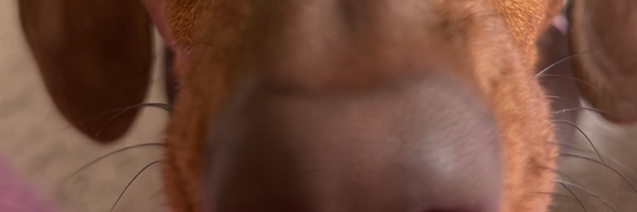 peytonfishel's profile banner image