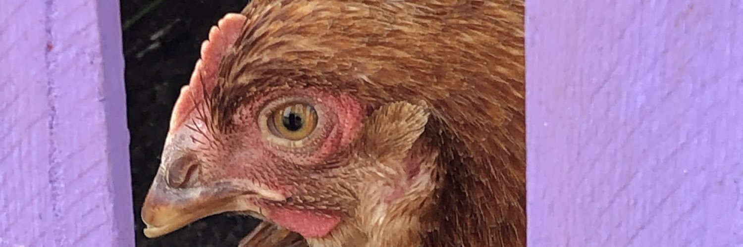 DominickNovello's profile banner image