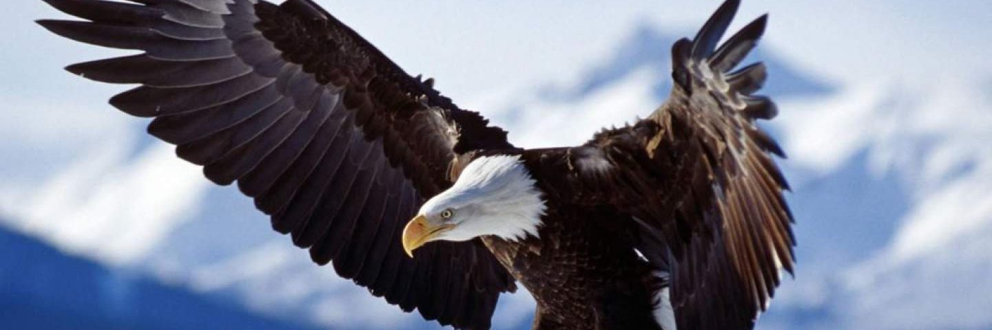 🦅Dagoberto Guerrero☀️ banner