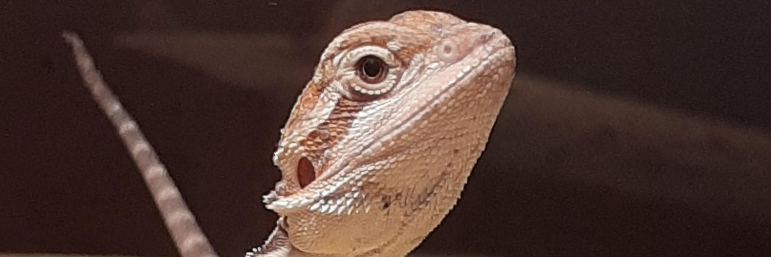 BeardieForum's profile banner image
