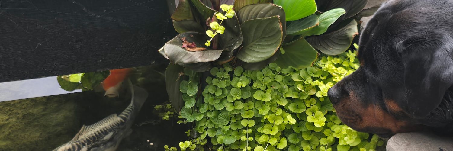 Jenny from the BlockChain banner