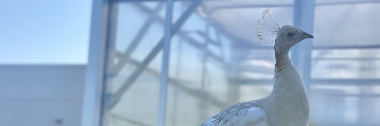JeremyBeckham's profile banner image