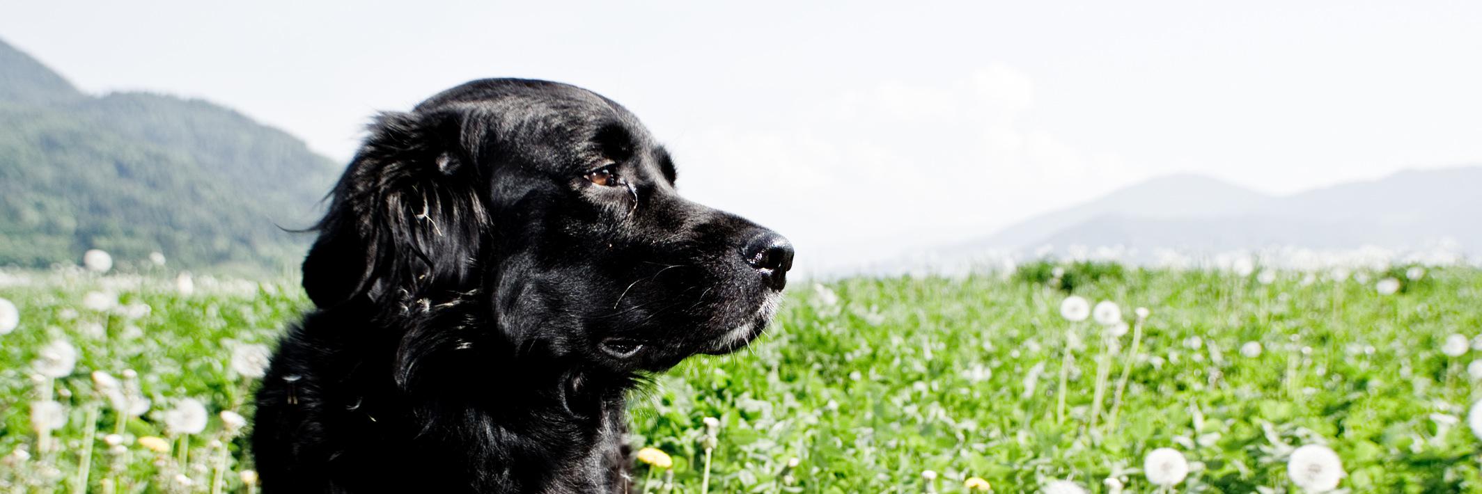 puplife's profile banner image