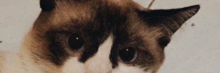 Eshocta's profile banner image