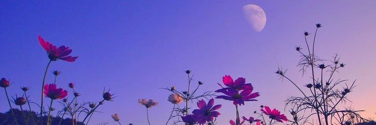 topez6889's profile banner image