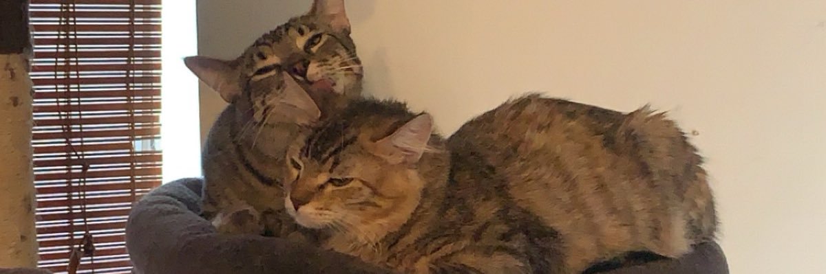 MyCatMatilda's profile banner image