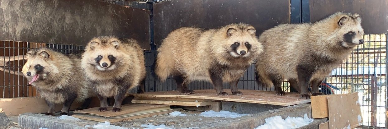 Oxbridge Tanuki banner