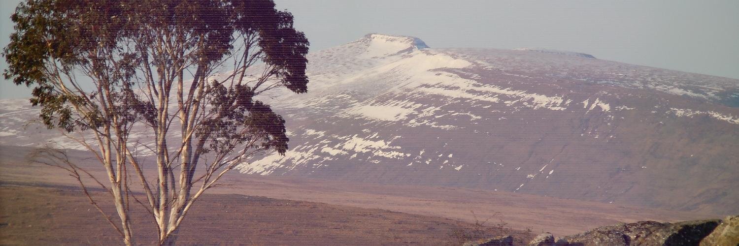 steph_bufton's profile banner image