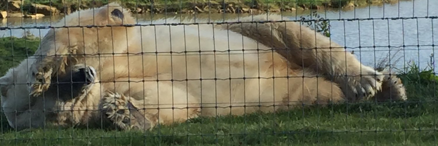 Ally Woodroffe banner