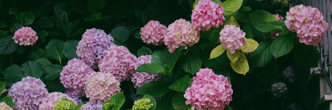 leeannfunk's profile banner image