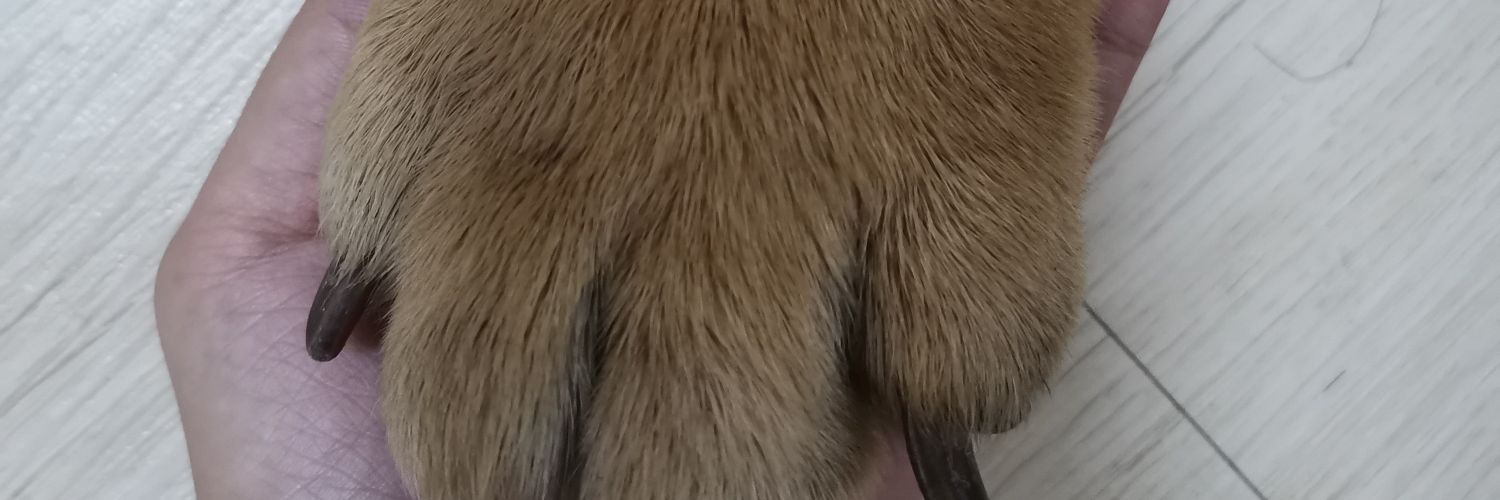 HannahIsanan's profile banner image
