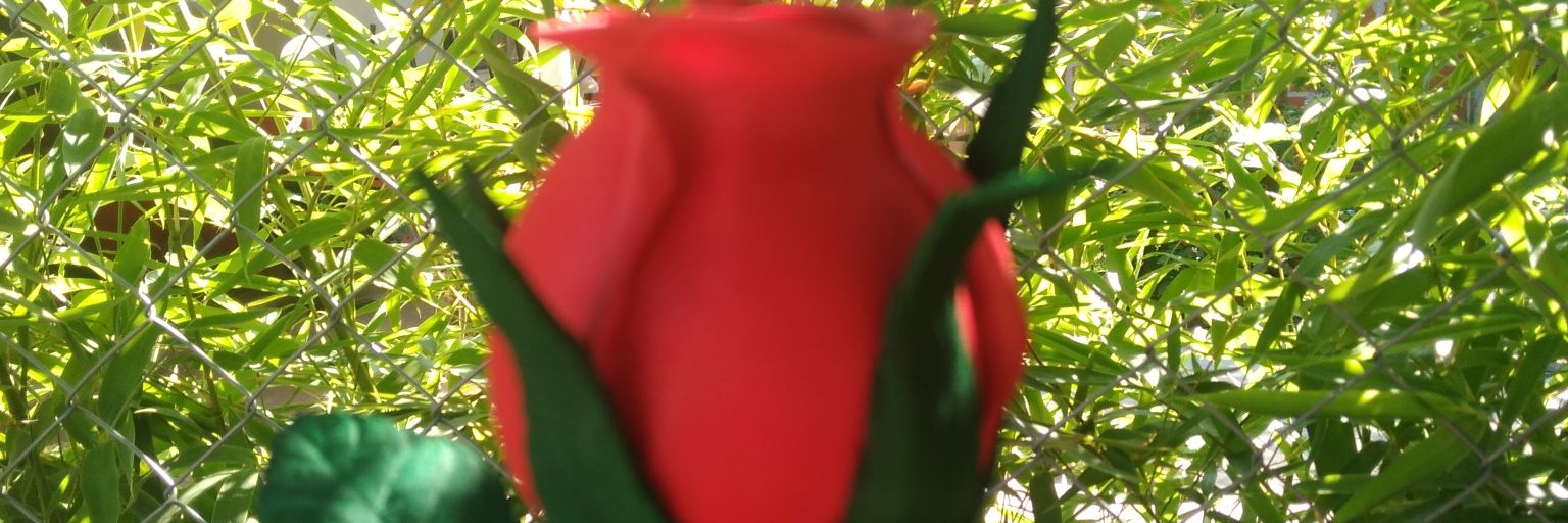 norelys38's profile banner image