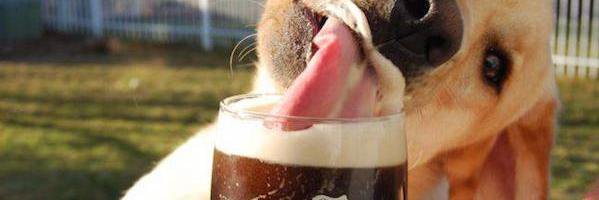 Asinus Asinum Fricat banner