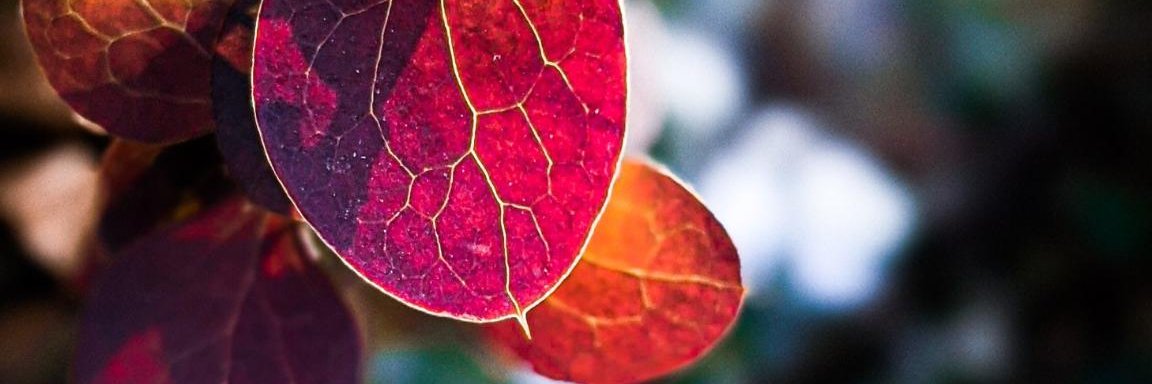 Jen_Leach's profile banner image
