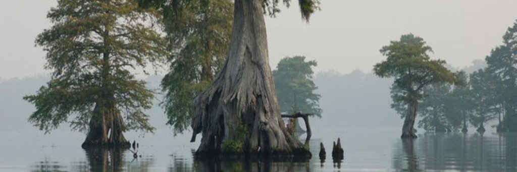 BearclawBR's profile banner image