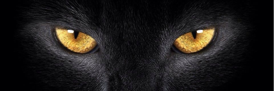 DeborahCoalter's profile banner image