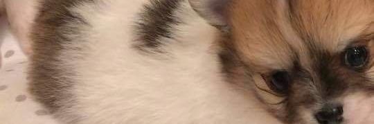 imthepharaoh's profile banner image