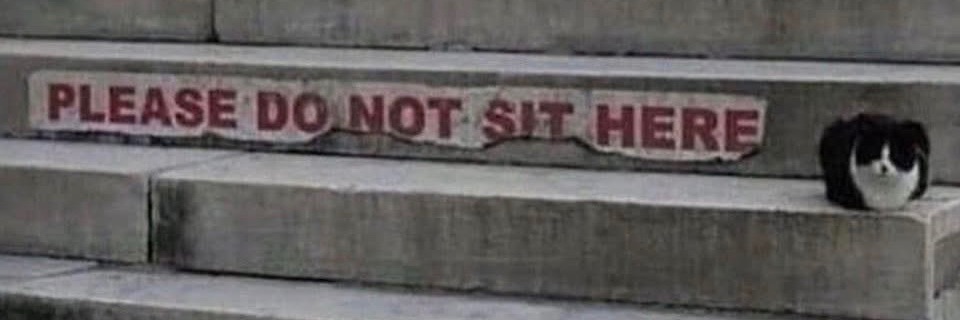 Dr Frau Bobble ⚔️⚔️ banner