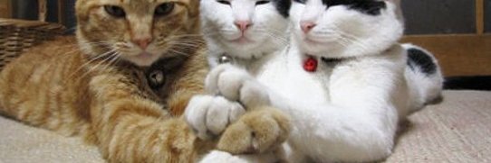 Ally Catmom's banner