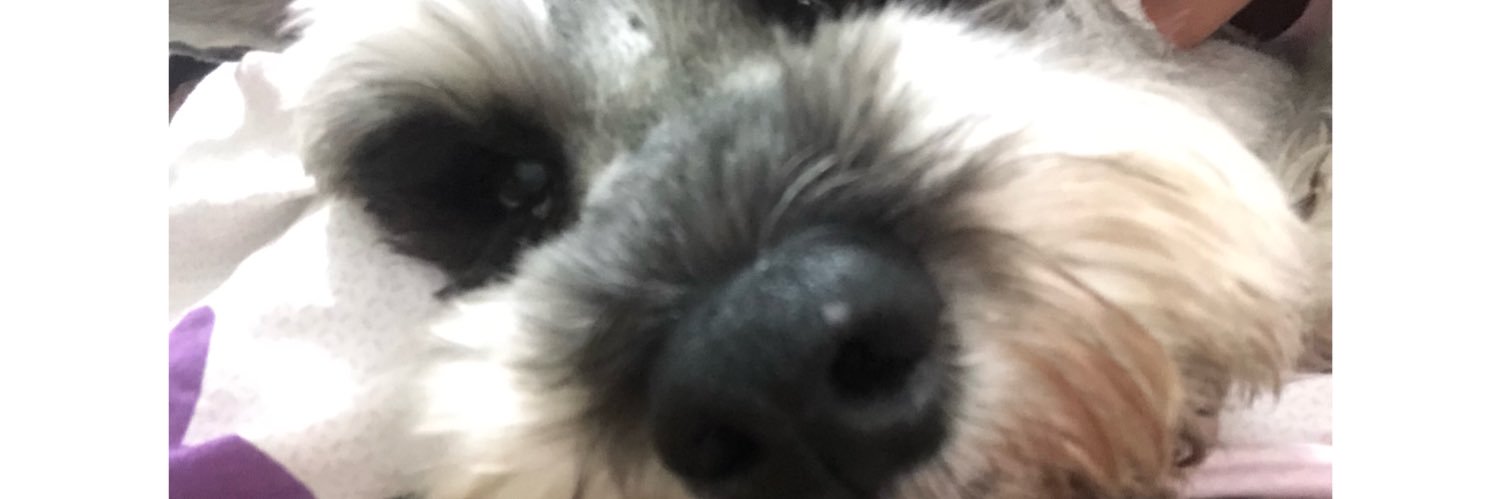 allisonveral's profile banner image