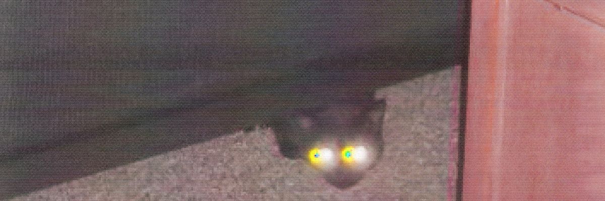 FruitieDinosaur's profile banner image