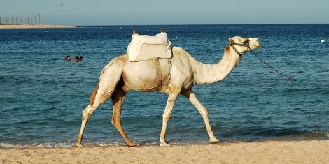 محمد ديريه banner