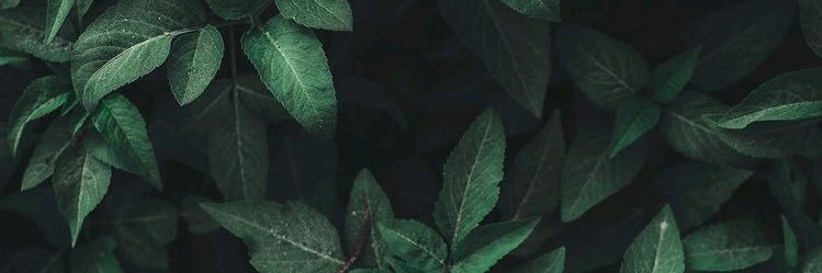 Lifonsi's profile banner image