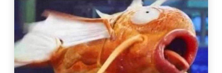 kittyyy ✨🌸 banner