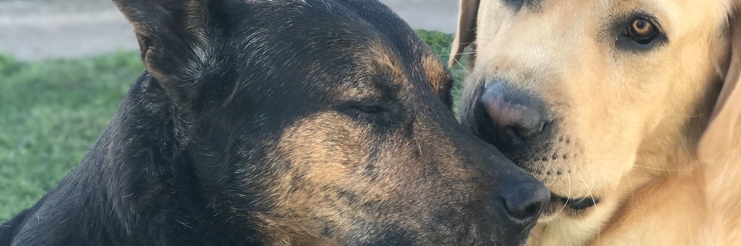 sofiapereyras's profile banner image