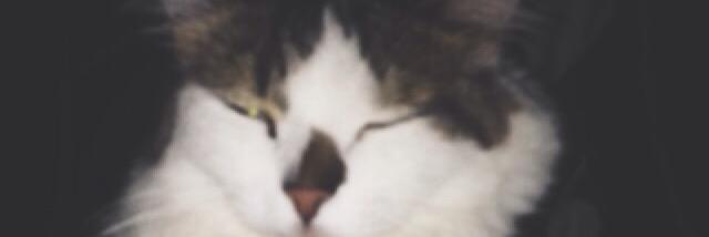 edoppelli's profile banner image