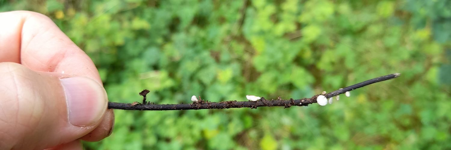 Richard O Hanlon banner