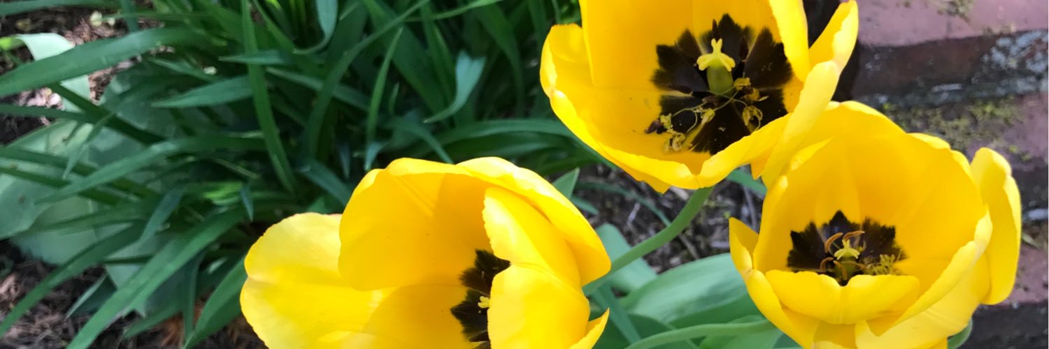 LisaTConnor's profile banner image