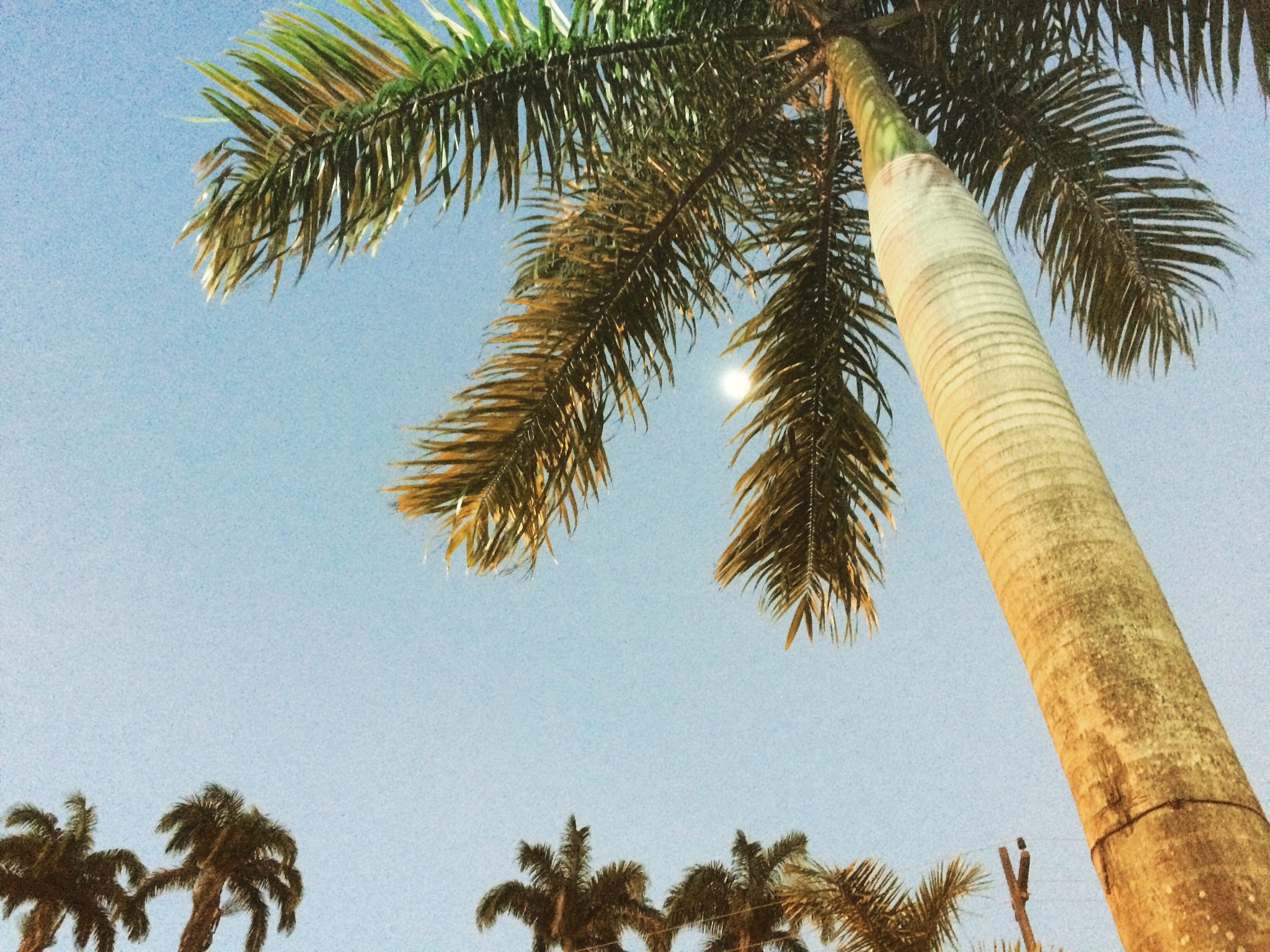 fla_elis's profile banner image