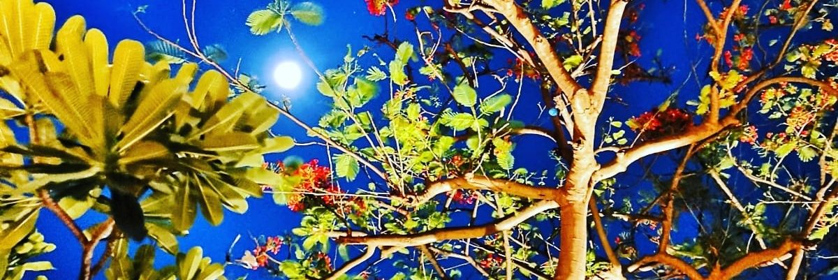 MonicaDepta's profile banner image