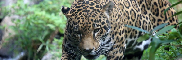 nelsonorinoco's profile banner image