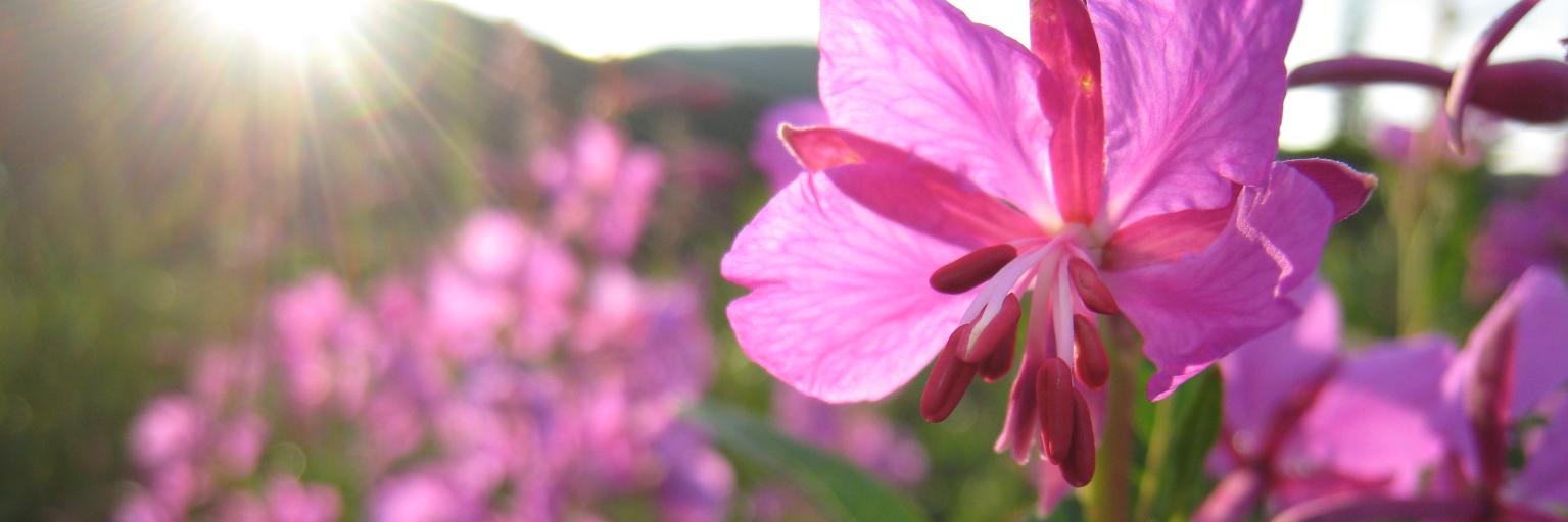 Forest Service, ARP banner