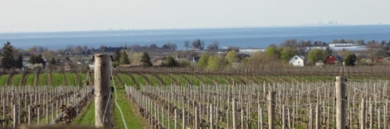 NiagaraVino's profile banner image