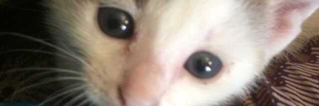 FebriandaDenny's profile banner image