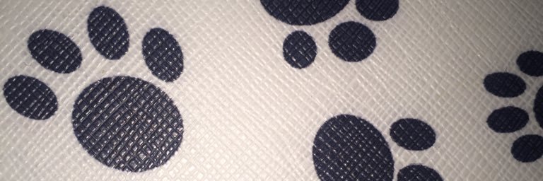 Carolina Tabanera banner