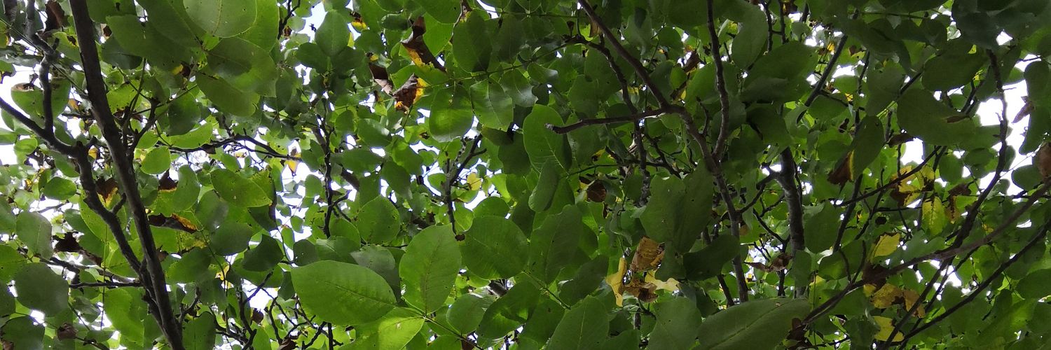 ftmprs's profile banner image