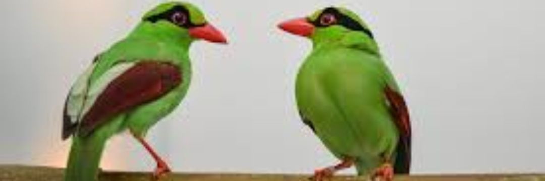 La formoseña.🇦🇷. banner