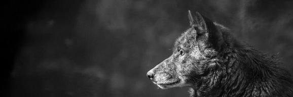 salih_akman's profile banner image