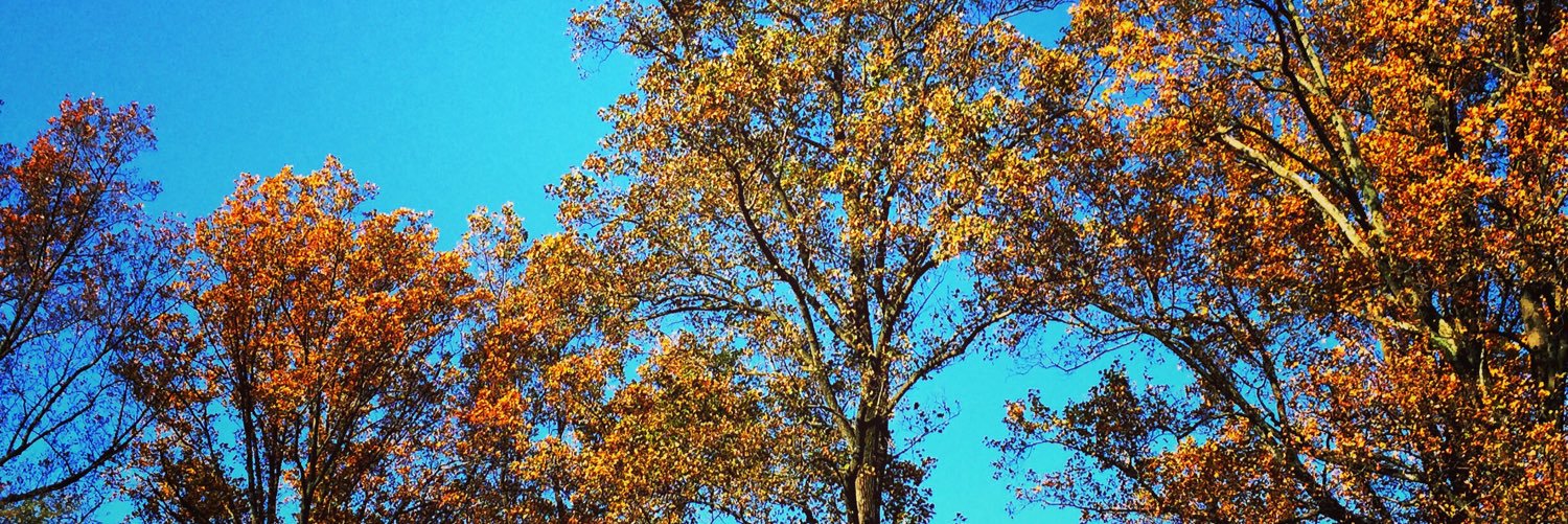 thegiftedchild's profile banner image