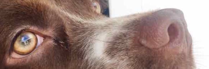 adrianaborrev's profile banner image