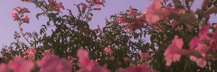 Mn_Peachy's profile banner image