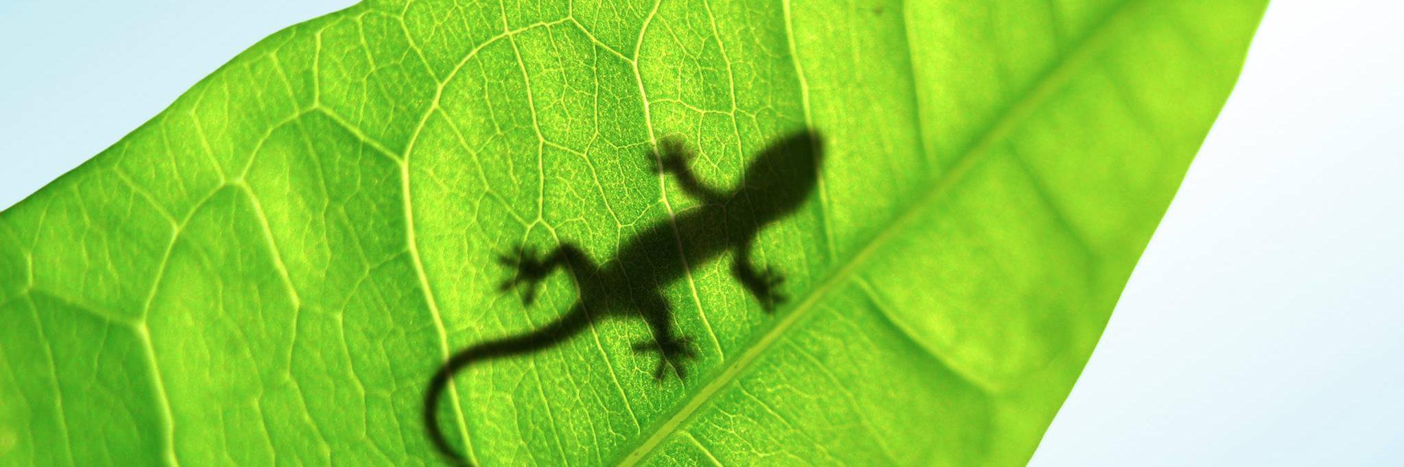 jesusgekko's profile banner image