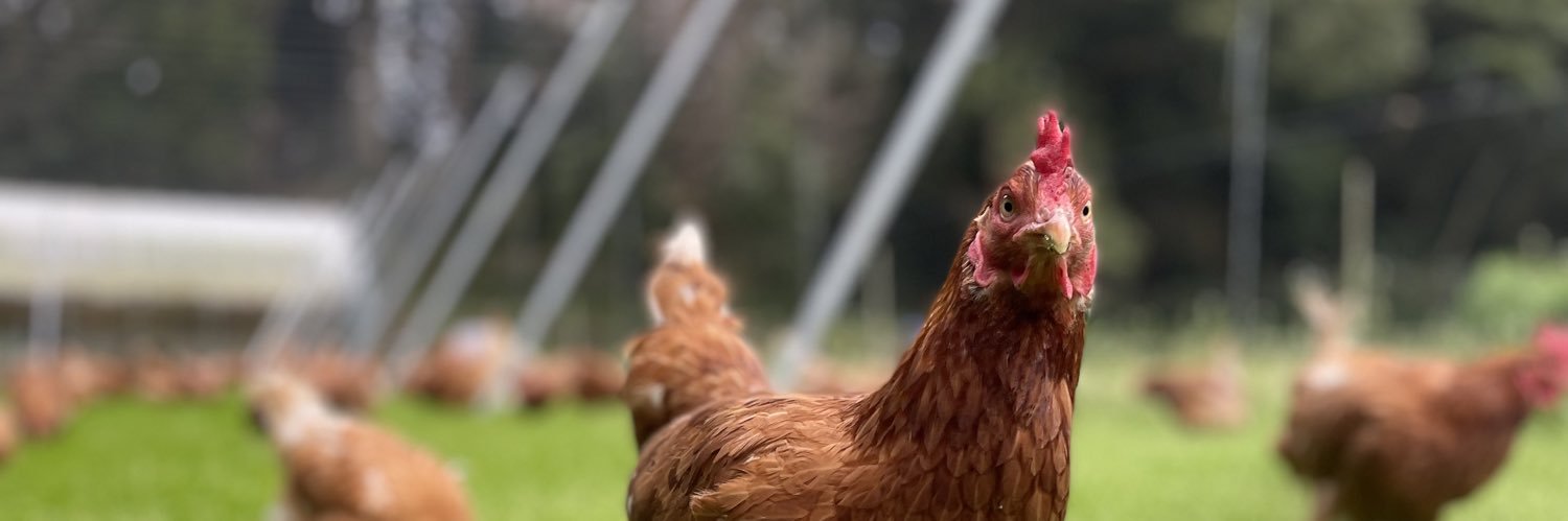 natural_egg_lab's profile banner image