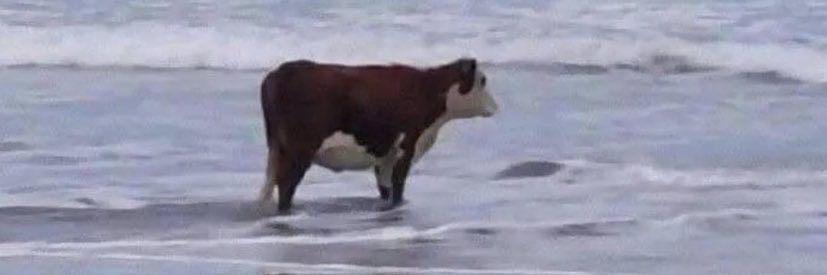 _TotalNatMove's profile banner image