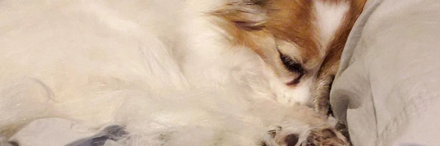 BeardedW33nie's profile banner image