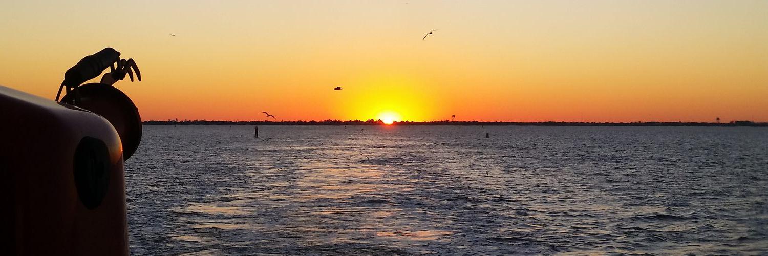 paperhandedwhale.eth 🐸 banner